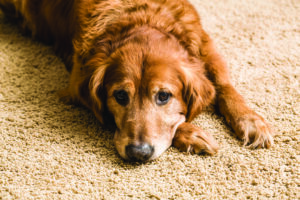 carpet cleaning pet stains Paso Robles